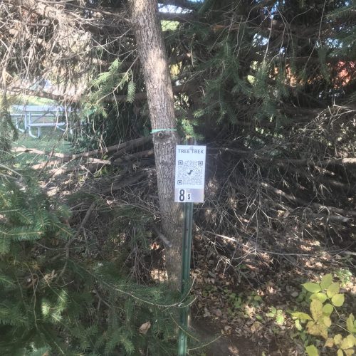 QR 8 on tree trek