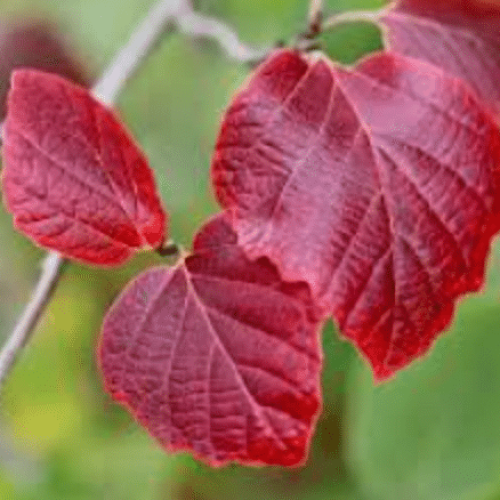 Trek 19 Witch hazel leaf in fall