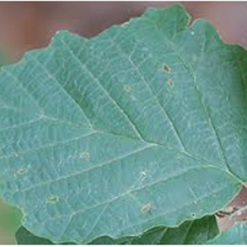 Trek 19 Witch hazel leaf in summer
